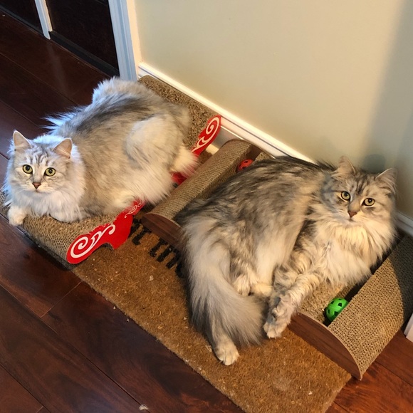 Meet your Posher, Sylvie&Oliver - Picture 3 of 3